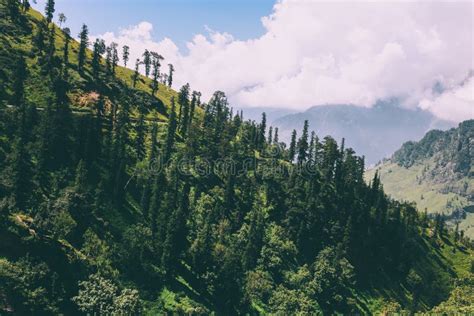 Beautiful Trees Growing In Scenic Mountains Indian Himalayas Rohtang