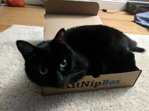 If I Fits I Sits Ignoring The Car Nip Toys For The Box They Came In