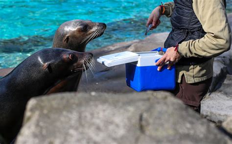 A Persson Feeding the Sea Lion · Free Stock Photo