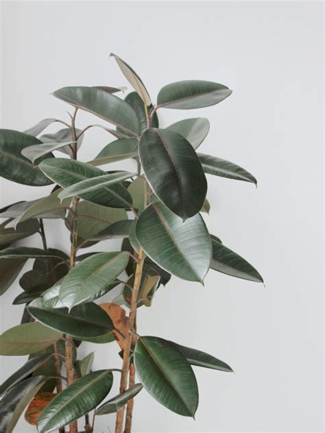 Tips On How To Prune A Rubber Tree - IMP WORLD