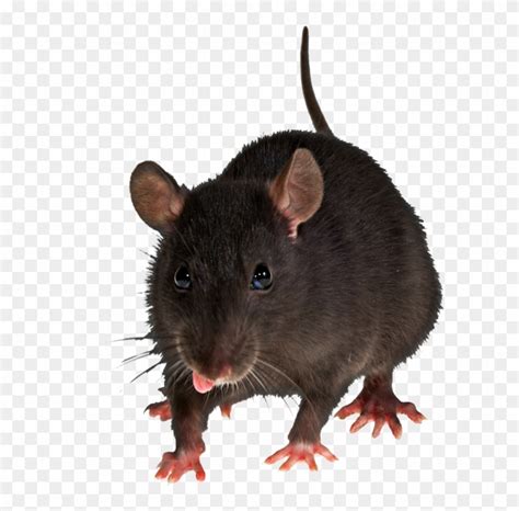 Rat Png Brown Rat Mount Bosavi Rodent Laboratory Rat Mouse Rat