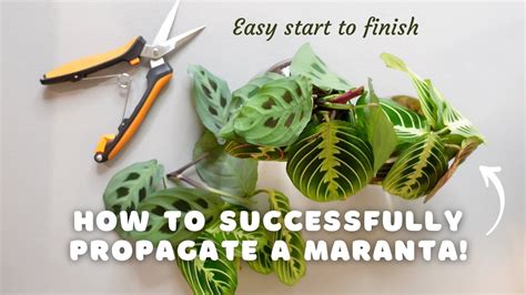 How To Successfully Propagate A Maranta And Make Your Pot More Full