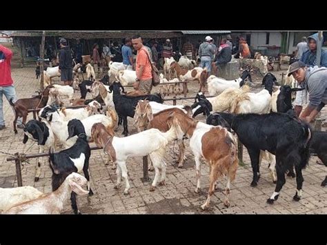 2 EKOR 800OBRAL MURAH PASARE SEPI KAMBING BETINA MELIMPAH Senin 8