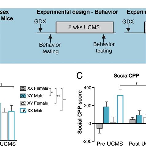 Developmental Hormone Exposure Programs Adult Sex Differences In