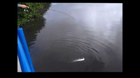 Pescaria De Baby Tarpon Na Lagoa Do Ara Julho Youtube