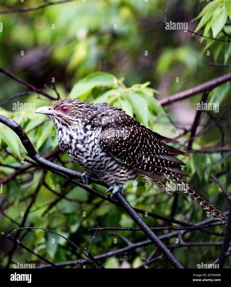 Koyal bird hi-res stock photography and images - Alamy