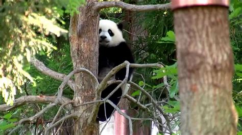 Panda cub to get his first peek at visitors as U.S. National Zoo ...