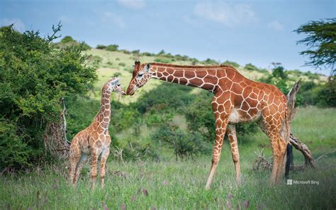 Reticulated Giraffe Mother Greeting Calf Lewa Wildlife Conservancy