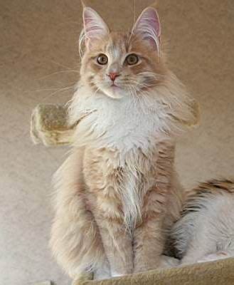 The Cream Maine Coon Maine Coon Expert