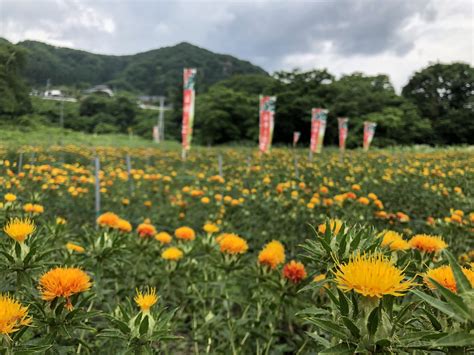 山寺の紅花畑、満開です！！ 日本遺産「山寺と紅花」