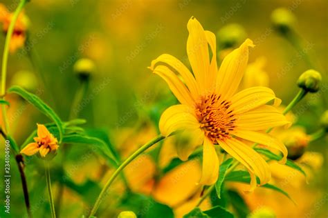 Tithonia Diversifolia Bua Tong Yellow Flower At Doi Hua Mae Kham In