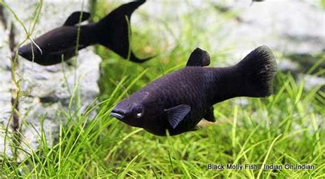 Black Molly Fish - Kaivalaya's Ani-Mall - Blog