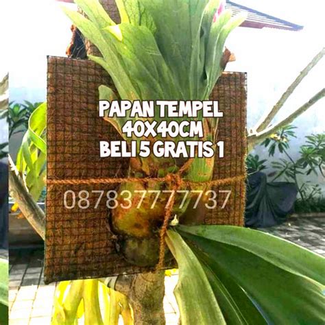 Jual Papan Tempel Media Tumbuh Platycerium Tanduk Rusa Jakarta Pusat