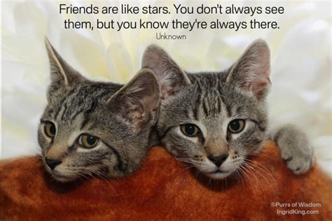 Sunday Quotes: Friends - Purrs of Wisdom with Ingrid King