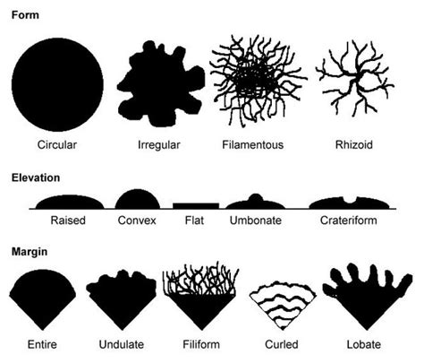 What Is Colony Morphology In Microbiology