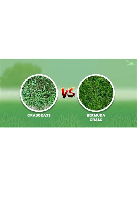 Crabgrass Vs Bermuda Grass Types Of Grass Grass Type Bermuda Grass