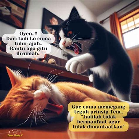 10 Meme Kucing Lucu Bikin Ngakak - Penasihat Kucing