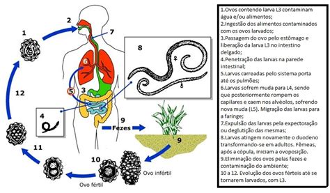 Ascaridíase Ou Ascaríase Wiki Aia 13 17 Fandom