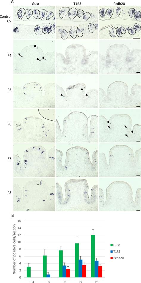 Protocadherin 20 Pcdh20 Expression In Taste Cells Occurs Later Than