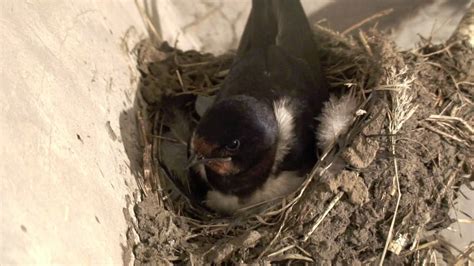 Scottish Barn Swallow Sitting On 4 Eggs Video1 Youtube