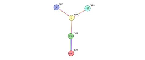 Foxg1 Gene Genecards Foxg1 Protein Foxg1 Antibody