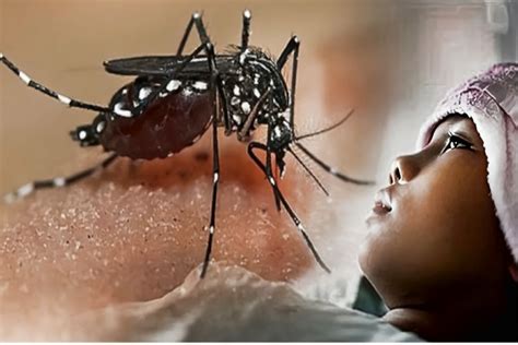 Di Kaltim Vaksin Dbd Terbukti Turunkan Kematian Akibat Virus Dengue