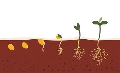 Three Plants Sprouting From The Ground With Their Roots Exposed And