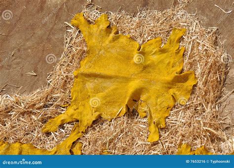 Drying Goat Skin Morocco Stock Photo Image Of Skin Traditional 7653216