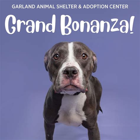 animal control in garland 7