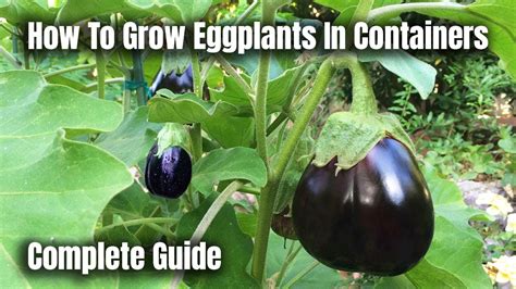 How To Grow Eggplants In Containers The Complete Guide To Growing