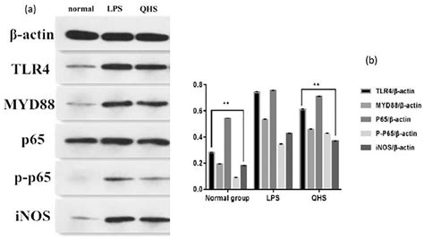 A Western Blotting Analysis Of Tlr4 Myd88 Nf κb P65 Nf κb P P65