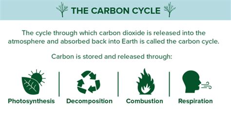 Forests And Carbon Sequestration Iasbaba