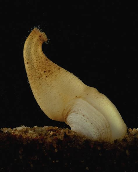 Juvenile Geoduck Clam Feet Wet Flickr