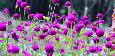 Discovering The Nepal Through Its Flora Flowers Of Nepal