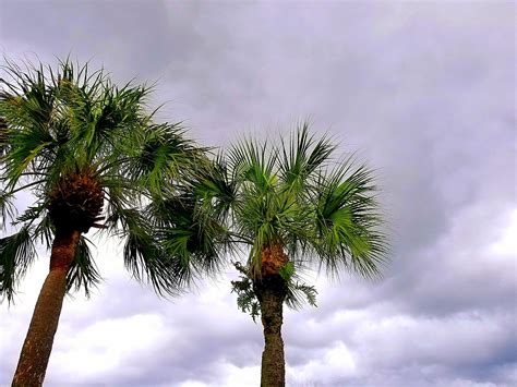 Palmtree Ciel Des Nuages Photo Gratuite Sur Pixabay Pixabay