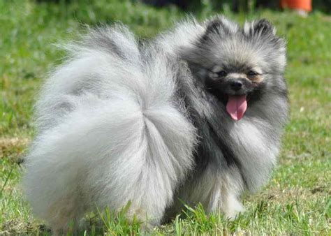 Pomeranian Dog Colors Grey-shaded - Pets Lovers