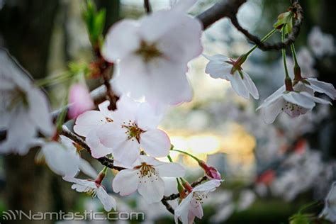 Cherry Blossoms in Osaka - Namtastic