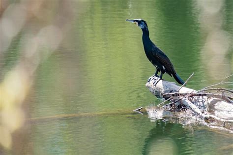 Premium Photo Mystical Late Spring Morninthe Great Cormorant