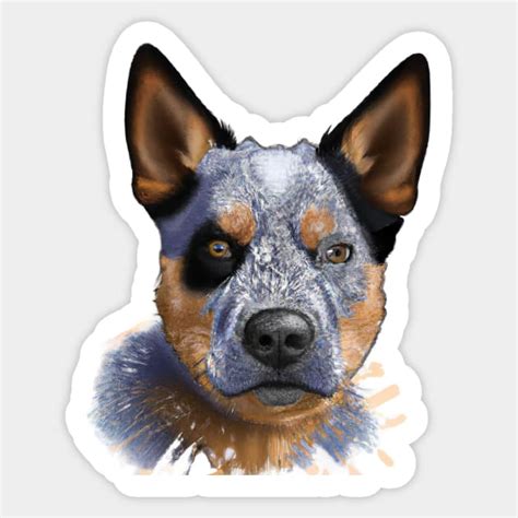 Cute Australian Cattle Dog Drawing Australian Cattle Dog Sticker