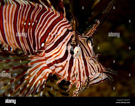 Cleartail Lionfish Hi Res Stock Photography And Images Alamy