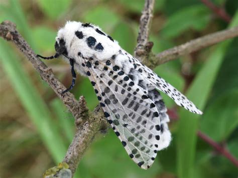 Leopard Moth | Butterfly Conservation