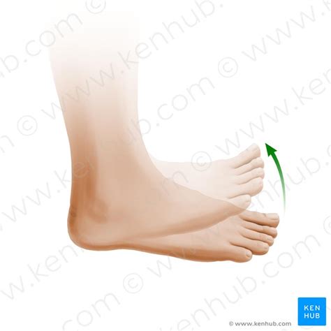 Dorsiflexion Definition Anatomy