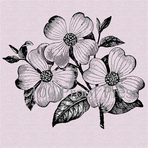 Dogwood Flower Drawing at PaintingValley.com | Explore collection of Dogwood Flower Drawing