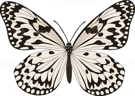 Hand drawn butterfly illustration. 9257262 PNG