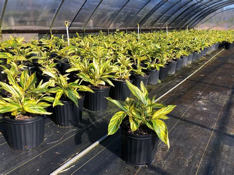 Richard's Nursery, Inc.