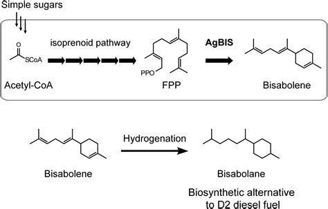 Structure Of A Three Domain Sesquiterpene Synthase A Prospective