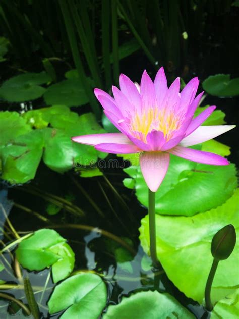 Pink Lotus Flower Nelumbo Nucifera Stock Photo Image Of Natural