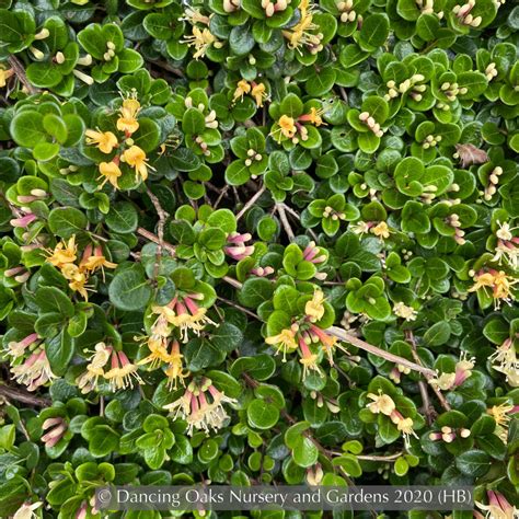 Lonicera Crassifolia Evergreen Honeysuckle Dancing Oaks Nursery And