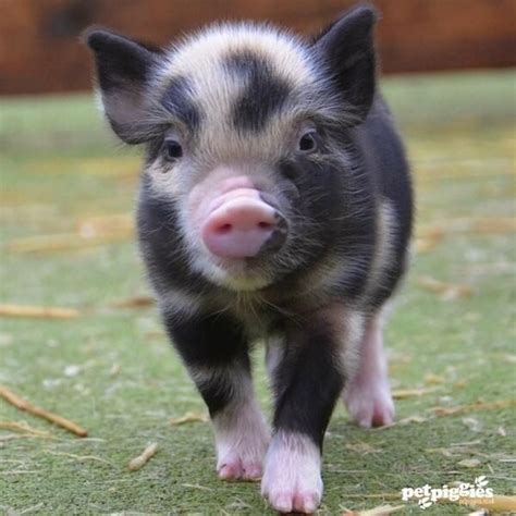 Pet Pet Pig Pet Pigs Cute Baby Animals Cute Baby Pigs