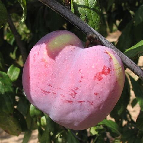 Plum Tree Varieties - Fruit Tree Nursery Turkey